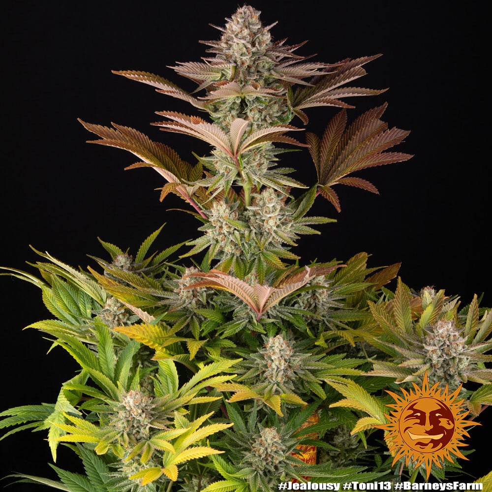 Jealousy Feminized Cannabis Seeds by Barneys Farm Jealousy Feminized Cannabis Seeds by Barneys Farm