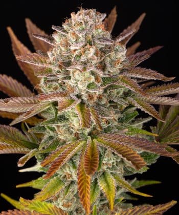 Jealousy Feminized Cannabis Seeds by Barneys Farm