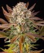 Jealousy Feminized Cannabis Seeds by Barneys Farm