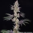 Jelly Cake Feminized Cannabis Seeds by Barneys Farm