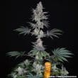 Jelly Cake Feminized Cannabis Seeds by Barneys Farm