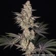 Jelly Cake Feminized Cannabis Seeds by Barneys Farm