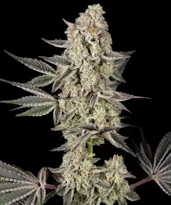 Jelly Cake Feminized Cannabis Seeds by Barneys Farm