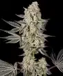 Jelly Cake Feminized Cannabis Seeds by Barneys Farm