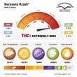 Kerosene Krash Feminized Cannabis Seeds by Dutch Passion Seeds