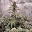 Kerosene Krash Feminized Cannabis Seeds by Dutch Passion Seeds
