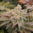 Kerosene Krash Feminized Cannabis Seeds by Dutch Passion Seeds