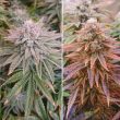 Kerosene Krash Feminized Cannabis Seeds by Dutch Passion Seeds