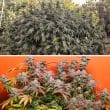 Kerosene Krash Feminized Cannabis Seeds by Dutch Passion Seeds