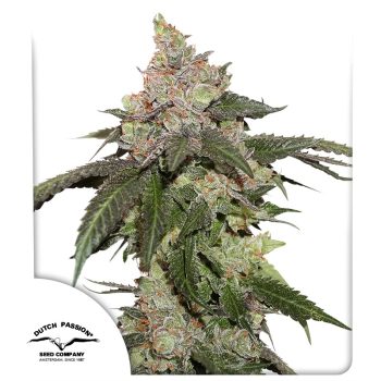 Kerosene Krash Feminized by Dutch Passion Seeds