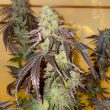 Kingston Punch seeds by Dutch Passion