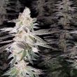Kingston Punch seeds by Dutch Passion
