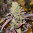 Kingston Punch seeds by Dutch Passion