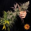Kush Mintz Feminized Cannabis Seeds by Barneys Farm