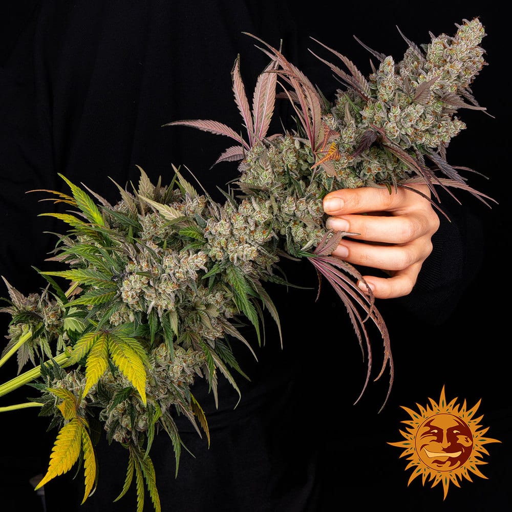 Kush Mintz Feminized Cannabis Seeds by Barneys Farm Kush Mintz Feminized Cannabis Seeds by Barneys Farm