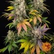 Kush Mintz Feminized Cannabis Seeds by Barneys Farm