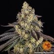 Kush Mintz Feminized Cannabis Seeds by Barneys Farm