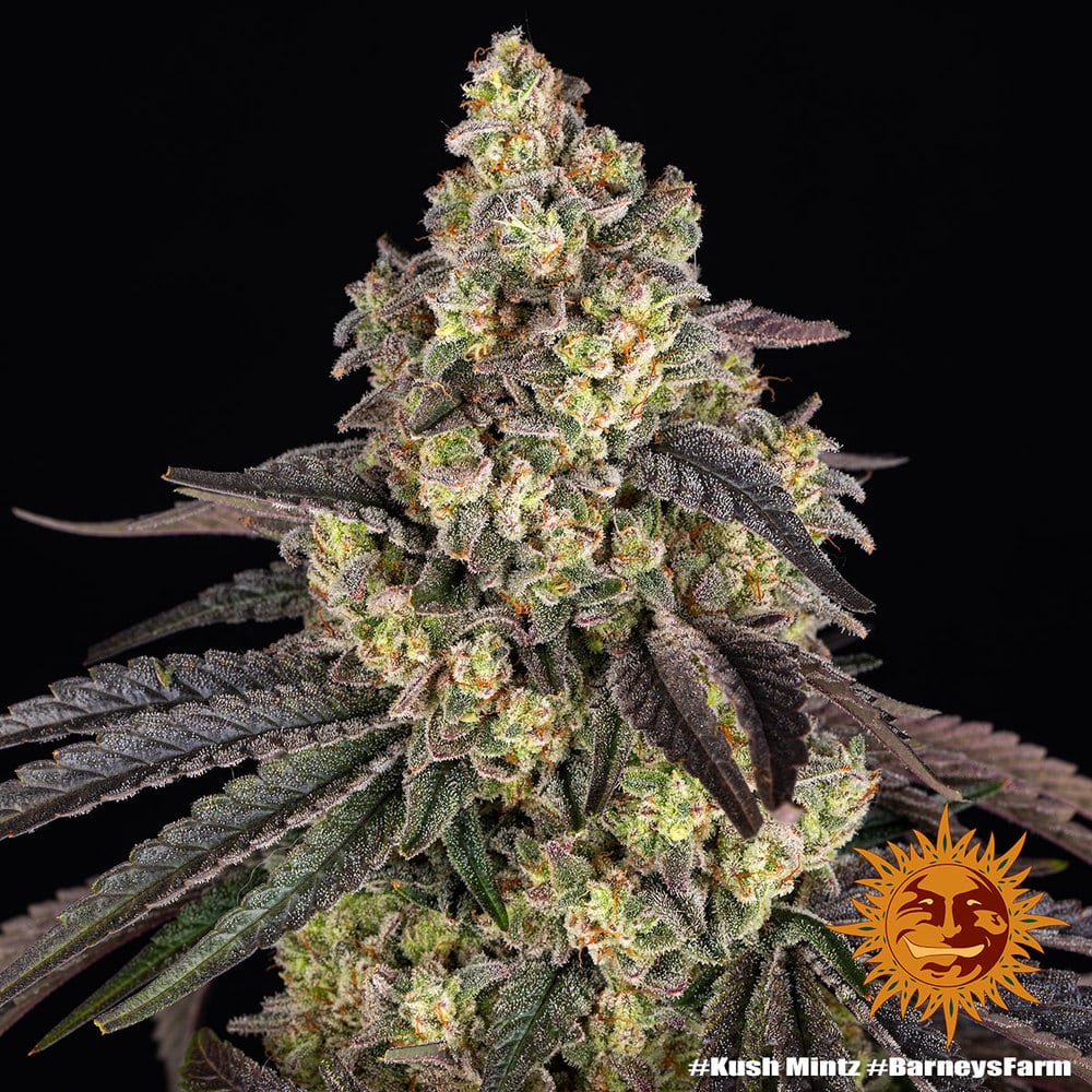 Kush Mintz Feminized Cannabis Seeds by Barneys Farm Kush Mintz Feminized Cannabis Seeds by Barneys Farm