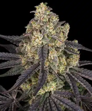 Kush Mintz Feminized Cannabis Seeds by Barneys Farm