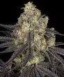 Kush Mintz Feminized Cannabis Seeds by Barneys Farm