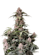 Amnesia Z Cannabis Seeds by Fast Buds