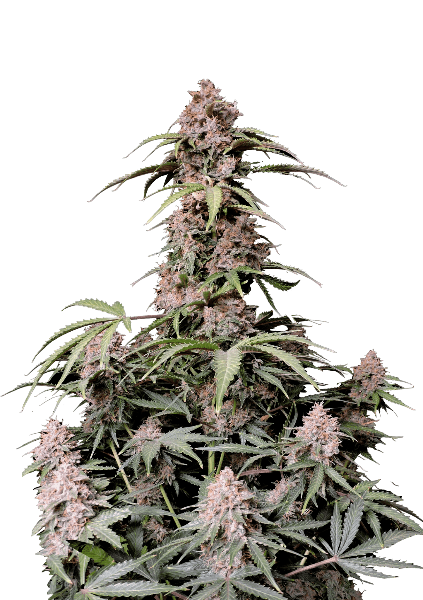 Amnesia Z Cannabis Seeds by Fast Buds Amnesia Z Cannabis Seeds by Fast Buds