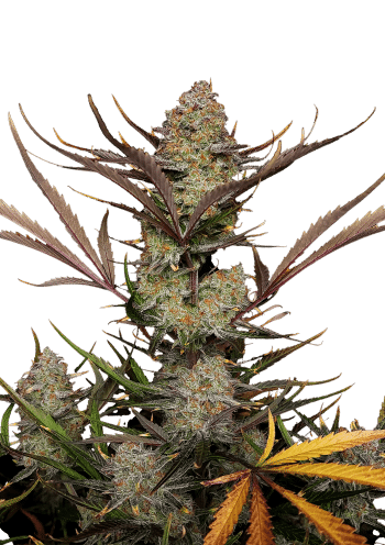 Apple Strudel Auto Cannabis Seeds by Fast Buds
