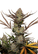 Apple Strudel Auto Cannabis Seeds by Fast Buds