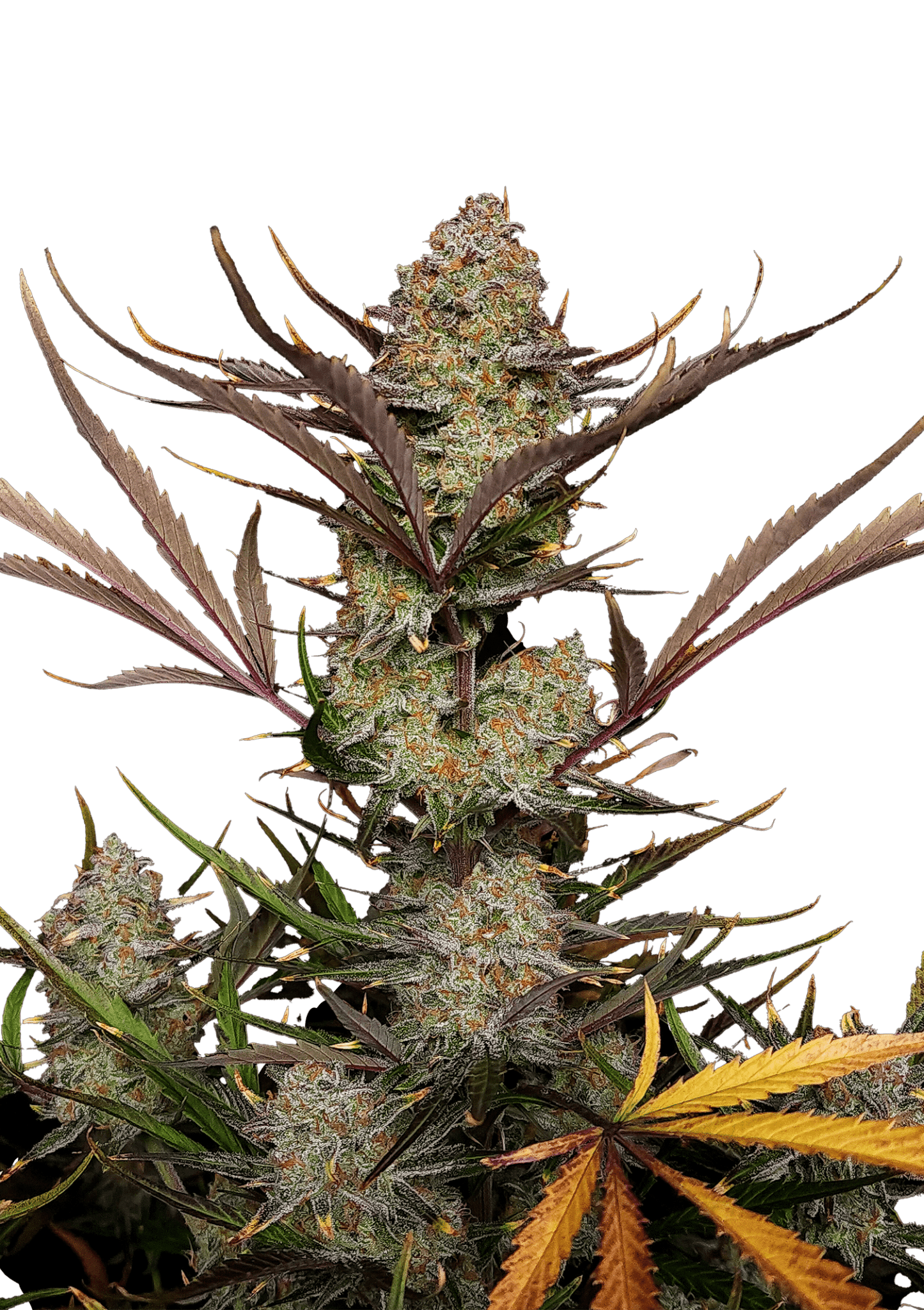 Apple Strudel Auto Cannabis Seeds by Fast Buds Apple Strudel Auto Cannabis Seeds by Fast Buds