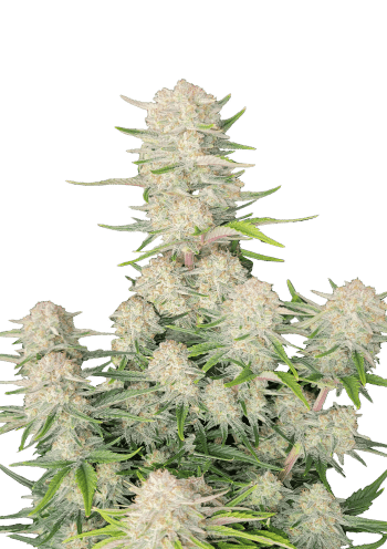 Apricot Auto Cannabis Seeds by Fast Buds