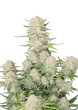 Apricot Auto Cannabis Seeds by Fast Buds