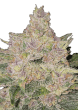 Banana Cherry Cookies Auto Cannabis Seeds by Fast Buds
