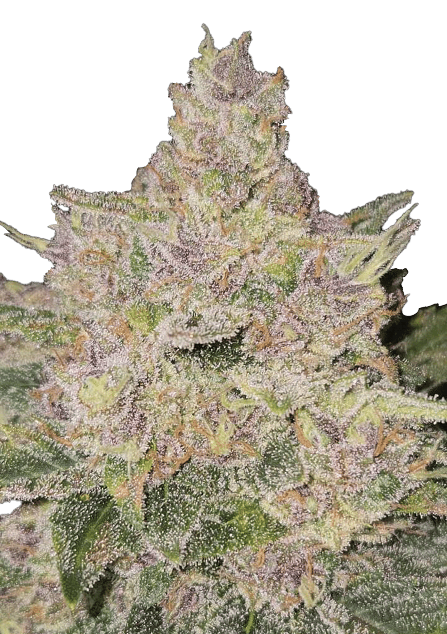 Banana Cherry Cookies Auto Cannabis Seeds by Fast Buds Banana Cherry Cookies Auto Cannabis Seeds by Fast Buds