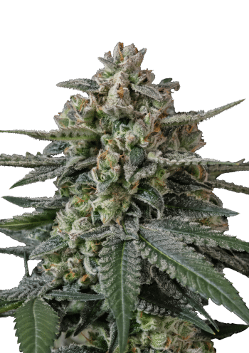 Banana Frost Auto Cannabis Seeds by Fast Buds