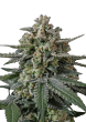 Banana Frost Auto Cannabis Seeds by Fast Buds
