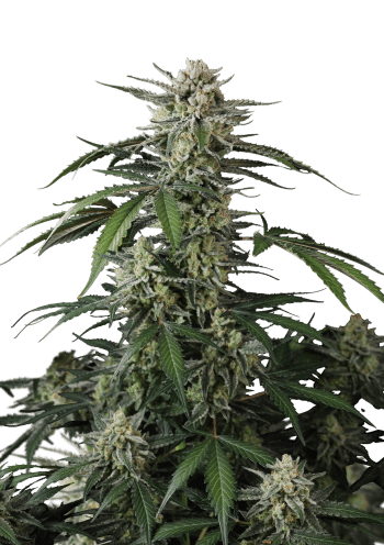 Banana Guava Auto Cannabis Seeds by Fast Buds