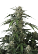 Banana Guava Auto Cannabis Seeds by Fast Buds