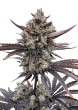 Banana Purple Punch Auto RF3 Cannabis Seeds by Fast Buds