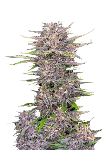 Banana Purple Punch Auto Cannabis Seeds by Fast Buds
