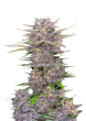 Banana Purple Punch Auto Cannabis Seeds by Fast Buds