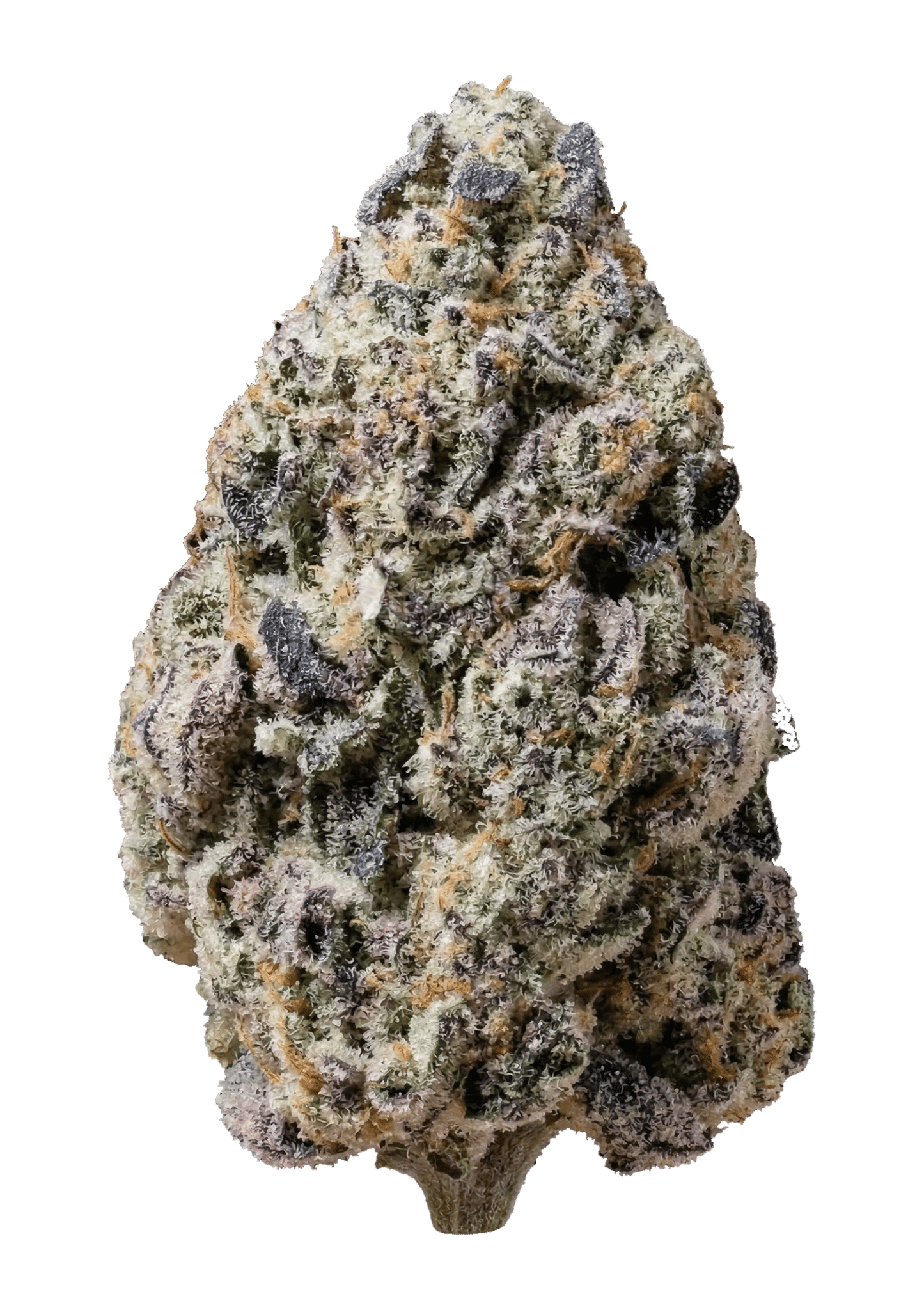 Biscotti Gelato Feminized Cannabis Seeds by Fast Buds Biscotti Gelato Feminized Cannabis Seeds by Fast Buds