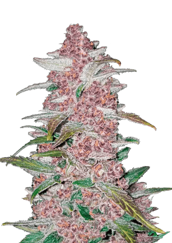 Blackberry Auto Cannabis Seeds by Fast Buds