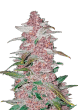 Blackberry Auto Cannabis Seeds by Fast Buds