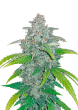 Blue Dream Auto Cannabis Seeds by Fast Buds