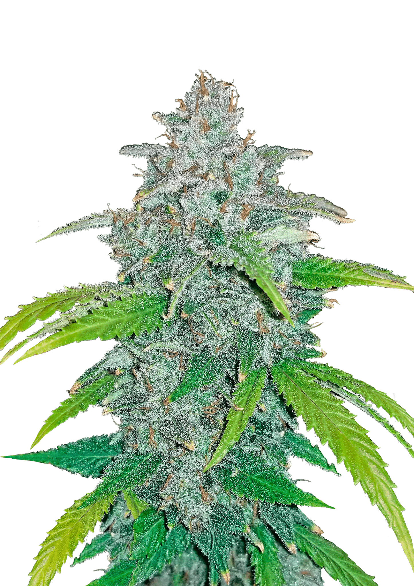 Blue Dream Auto Cannabis Seeds by Fast Buds Blue Dream Auto Cannabis Seeds by Fast Buds