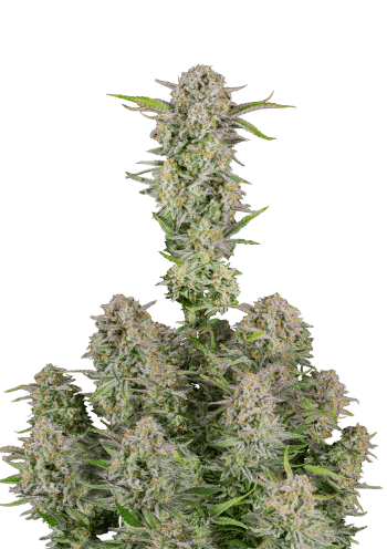 Bruce Banner Cannabis Seeds by Fast Buds