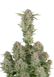 Bruce Banner Cannabis Seeds by Fast Buds