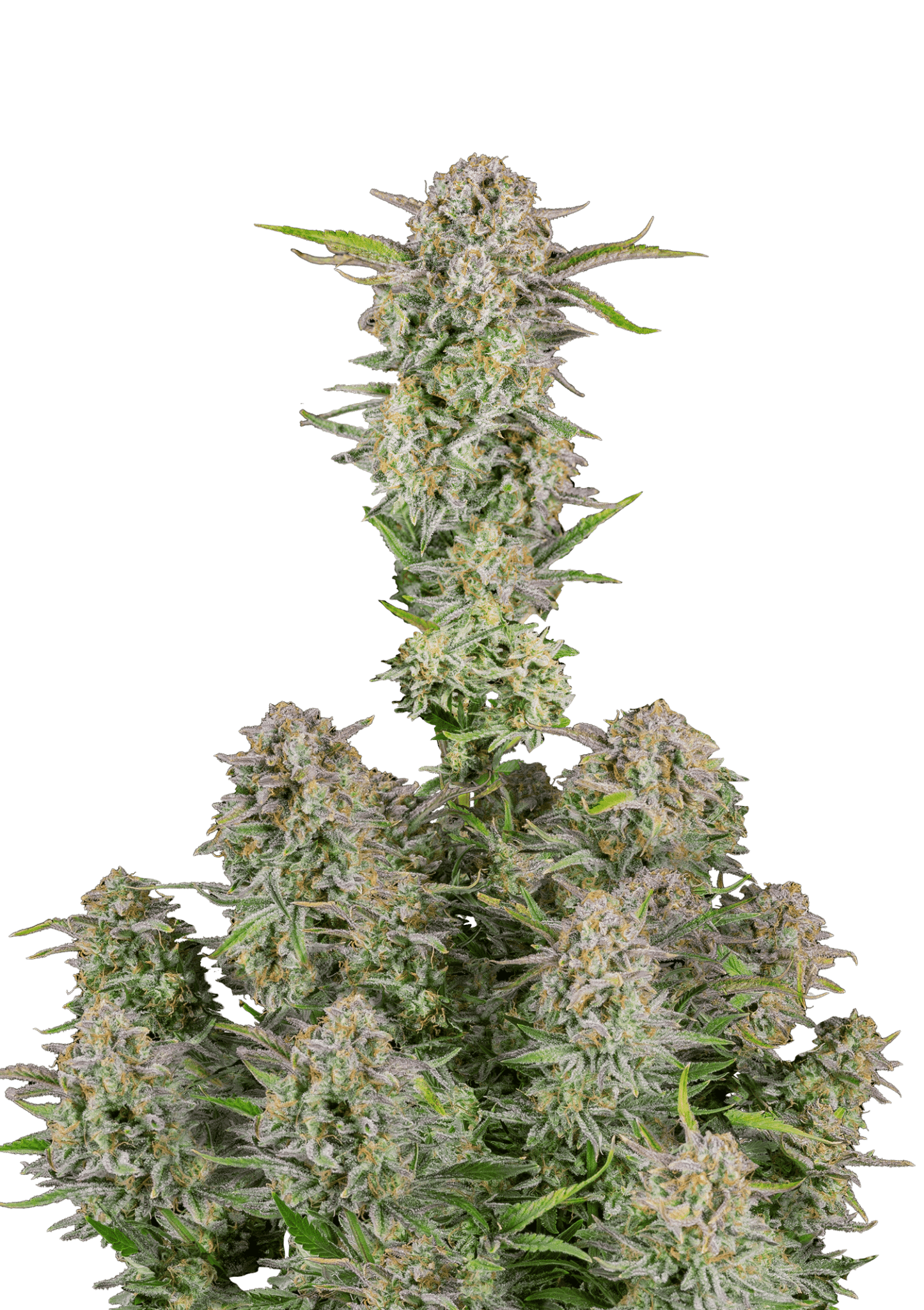 Bruce Banner Cannabis Seeds by Fast Buds Bruce Banner Cannabis Seeds by Fast Buds