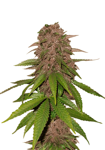 C4 Auto Cannabis Seeds by Fast Buds