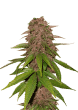 C4 Auto Cannabis Seeds by Fast Buds